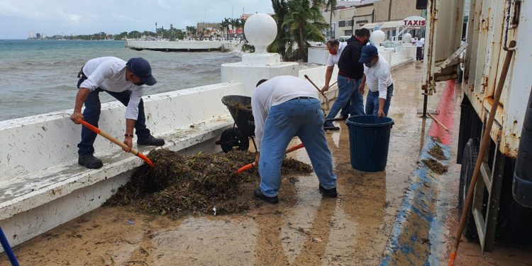 LA APIQROO Y LA ZOFEMAT RETIRAN SARGAZO ACUMULADO EN LAS INMEDIACIONES DEL MUELLE DE COZUMEL