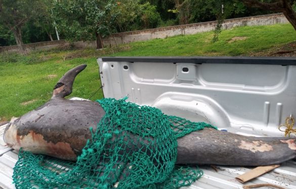 AUTORIDADES BRINDAN ATENCIÓN A REPORTE POR VARAMIENTO MAMÍFERO