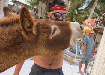 DENUNCIAN QUE EN TULUM MALTRATAN A UN BURRO DÁNDOLE ALCOHOL