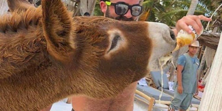 DENUNCIAN QUE EN TULUM MALTRATAN A UN BURRO DÁNDOLE ALCOHOL