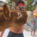 DENUNCIAN QUE EN TULUM MALTRATAN A UN BURRO DÁNDOLE ALCOHOL