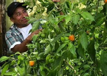LA FPMC INVITA A PARTICIPAR EN EL TALLER “MI PRIMERA HORTALIZA”