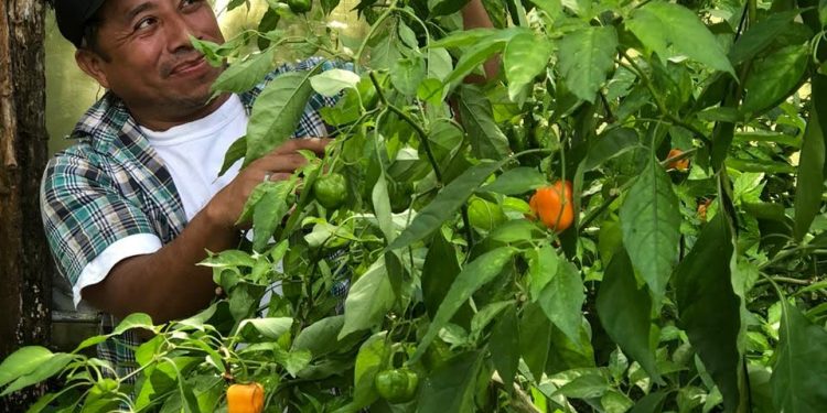 LA FPMC INVITA A PARTICIPAR EN EL TALLER “MI PRIMERA HORTALIZA”