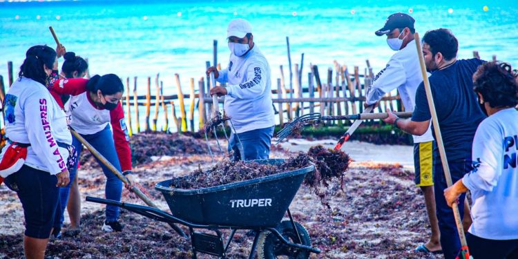 TRABAJA GOBIERNO DE ISLA MUJERES EN MANTENER PLAYAS LIBRES DE SARGAZO PARA LOCALES Y VISITANTES