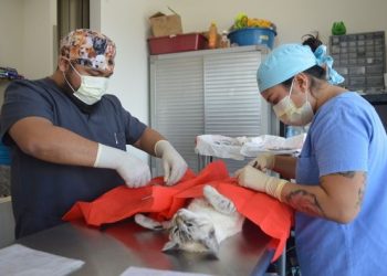 CAMPAÑA DE ESTERILIZACIÓN CANINA Y FELINA CONTINÚA PERMANENTE LOS JUEVES EN ISLA MUJERES