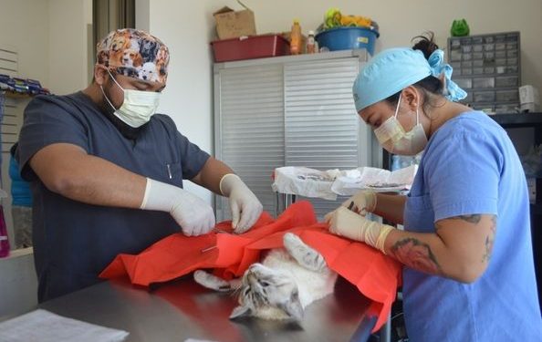 CAMPAÑA DE ESTERILIZACIÓN CANINA Y FELINA CONTINÚA PERMANENTE LOS JUEVES EN ISLA MUJERES