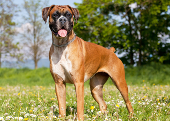 PERRITO ES APUÑALADO POR DEFENDER A SUS DUEÑOS