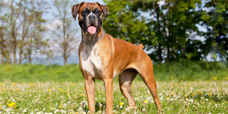 PERRITO ES APUÑALADO POR DEFENDER A SUS DUEÑOS