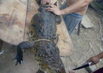 DIFUNDEN EN REDES SOCIALES FOTOS DE UN GUISO DE LAGARTO, EN TABASCO