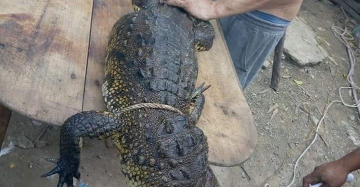DIFUNDEN EN REDES SOCIALES FOTOS DE UN GUISO DE LAGARTO, EN TABASCO
