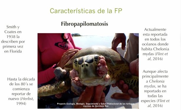 ENFERMEDAD DE TORTUGAS CONTRIBUYE A SELECCIÓN NATURAL: FERNANDO MUÑOZ