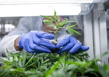 AVANZA EN EL SENADO MEXICANO LA LEY DE CONSUMO DE MARIHUANA CON FINES LÚDICOS