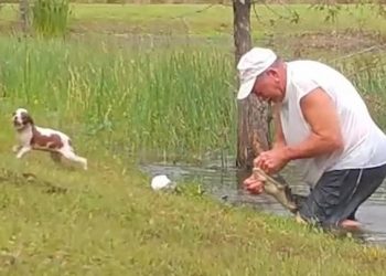 HOMBRE LUCHA CON COCODRILO PARA RESCATAR A SU PERRO Y SE VUELVE VIRAL