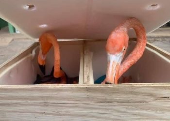 DECOMISA SEIS FLAMENCOS PROFEPA EN AEROPUERTO DE MÉRIDA