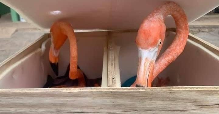 DECOMISA SEIS FLAMENCOS PROFEPA EN AEROPUERTO DE MÉRIDA