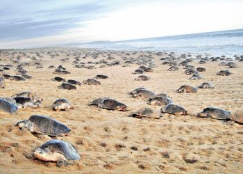 INICIA TEMPORADA DE NACIMIENTO DE TORTUGAS EN COLIMA