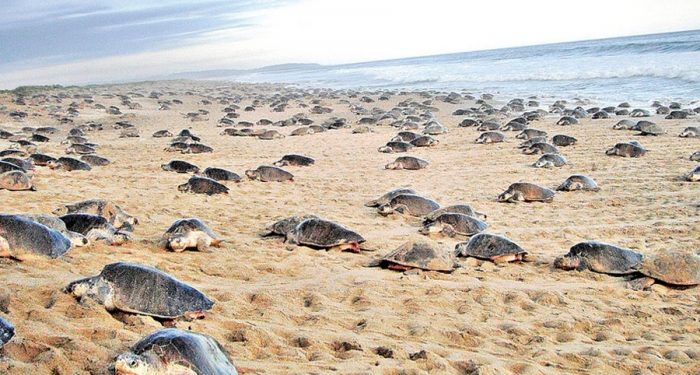 INICIA TEMPORADA DE NACIMIENTO DE TORTUGAS EN COLIMA