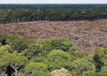 LA DEFORESTACIÓN EN LA AMAZONÍA BRASILEÑA CRECE UN 9,5 % EN EL ÚLTIMO AÑO