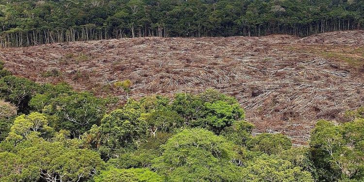 LA DEFORESTACIÓN EN LA AMAZONÍA BRASILEÑA CRECE UN 9,5 % EN EL ÚLTIMO AÑO