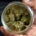 MÉXICO APLICARÁ IMPUESTO ESPECIAL A LA MARIHUANA SI SE APRUEBA SU USO LÚDICO