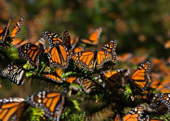 REABREN SANTUARIOS DE LA MARIPOSA MONARCA EN MICHOACÁN