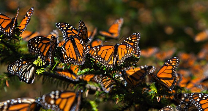 REABREN SANTUARIOS DE LA MARIPOSA MONARCA EN MICHOACÁN