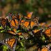 REABREN SANTUARIOS DE LA MARIPOSA MONARCA EN MICHOACÁN