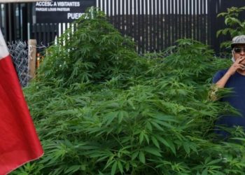 SENADO DISCUTE SOBRE LA LEGALIZACIÓN DE LA MARIHUANA EN MÉXICO