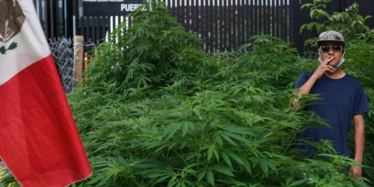 SENADO DISCUTE SOBRE LA LEGALIZACIÓN DE LA MARIHUANA EN MÉXICO