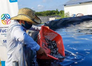 VILA DOSAL IMPULSA LOS EMPLEOS Y RESPALDA LAS ACTIVIDADES DEL SECTOR ACUÍCOLA EN YUCATÁN