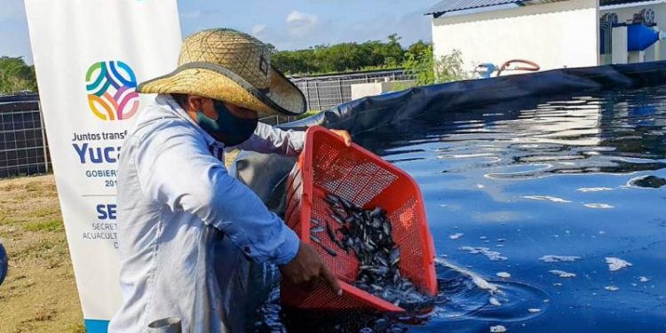 VILA DOSAL IMPULSA LOS EMPLEOS Y RESPALDA LAS ACTIVIDADES DEL SECTOR ACUÍCOLA EN YUCATÁN