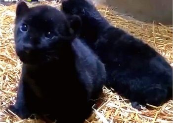 NACEN EN ZOOLÓGICO DE MORELIA DOS ESPECIES DE JAGUAR EN PELIGRO DE EXTINCIÓN