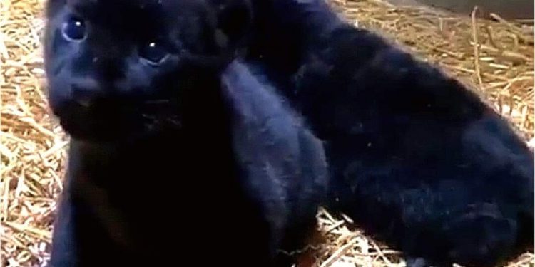 NACEN EN ZOOLÓGICO DE MORELIA DOS ESPECIES DE JAGUAR EN PELIGRO DE EXTINCIÓN