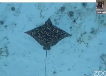 ACCIONES DE CULTURA AMBIENTAL EN BENEFICIO DE LA POBLACIÓN Y LOS RECURSOS NATURALES