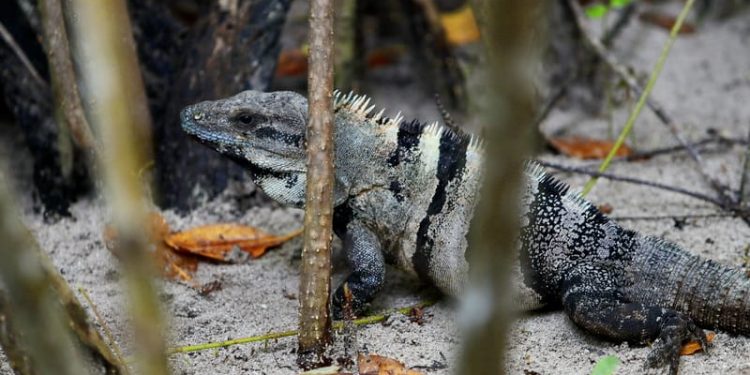 XCACEL – XCACELITO ABRE SUS PUERTAS AL USO PÚBLICO