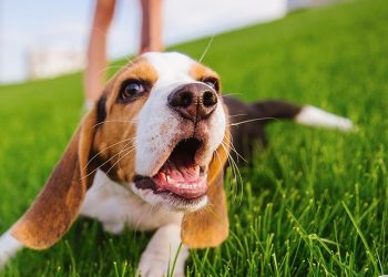 CÓMO CUIDAR DE VIRUS Y BACTERIAS A TU MASCOTA