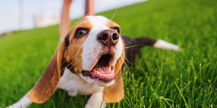 CÓMO CUIDAR DE VIRUS Y BACTERIAS A TU MASCOTA