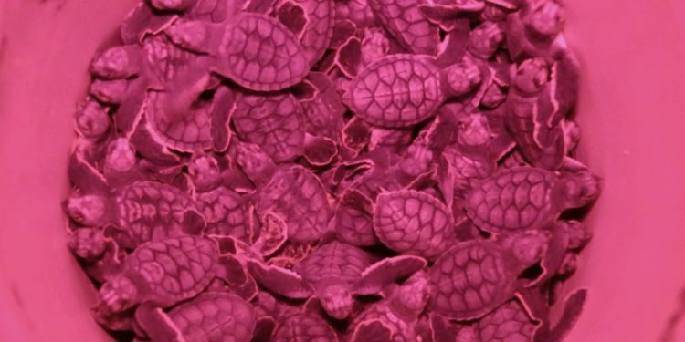 REGISTRA 2020 MAYOR ANIDACIÓN DE TORTUGAS MARINAS EN CANCÚN