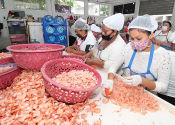ANTE CRISIS, MADRES ADOLESCENTES TRABAJAN LIMPIANDO CAMARÓN EN TAMPICO