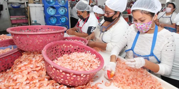 ANTE CRISIS, MADRES ADOLESCENTES TRABAJAN LIMPIANDO CAMARÓN EN TAMPICO