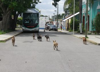 INCONTROLABLE LA PROLIFERACIÓN DE FAUNA ANIMAL EN TIHOSUCO