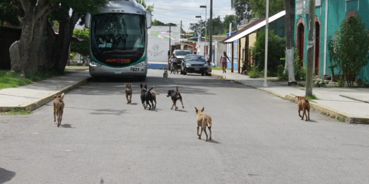 INCONTROLABLE LA PROLIFERACIÓN DE FAUNA ANIMAL EN TIHOSUCO