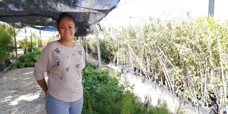 REGALAR PLANTAS, UNA BUENA OPCIÓN PARA CERRAR EL AÑO