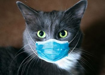 UN GATO SANO EN UNA CASA LIMPIA