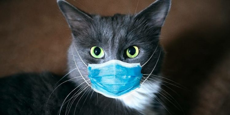 UN GATO SANO EN UNA CASA LIMPIA