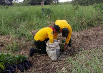 15 ENERO DEL 2021 RETOMAN ACCIONES CONTRA ATENTADOS AMBIENTALES