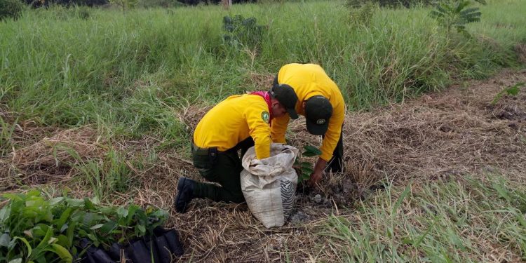 15 ENERO DEL 2021 RETOMAN ACCIONES CONTRA ATENTADOS AMBIENTALES