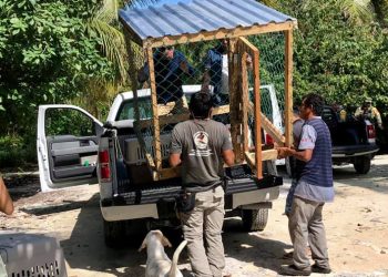 JAGUARES DEPREDAN ANIMALES DOMÉSTICOS EN MAHAHUAL