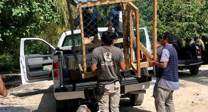 JAGUARES DEPREDAN ANIMALES DOMÉSTICOS EN MAHAHUAL
