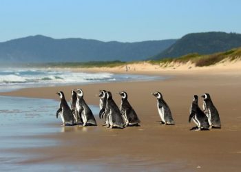BRASIL RESCATÓ ESTE AÑO EN SUS PLAYAS 5.597 PINGÜINOS VARADOS